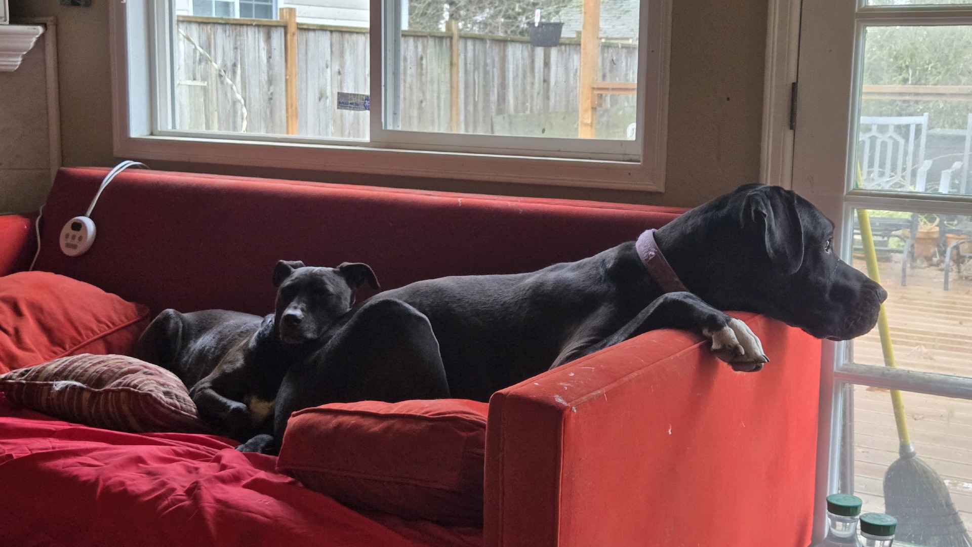 Duke and Ozzie on the couch